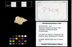 Foto (Objekt + Etikett) von Pithonoton marginatum (von Meyer, 1842)  (NHMW-GEO-2014-0194-0709)